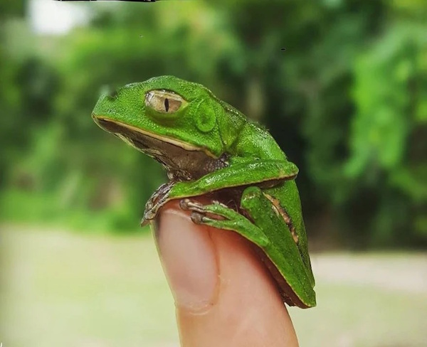 Kambo Choices Marketa Pavlacikova giant leaf frog